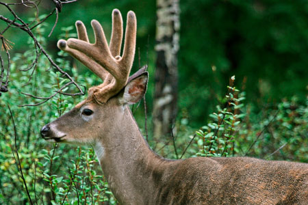 White-tailed Deer photo by Natures Pics