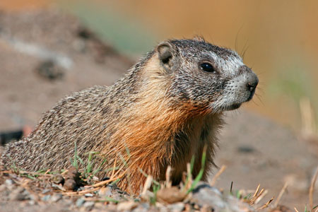 Yellow-bellied marmot photo by Natures Pics