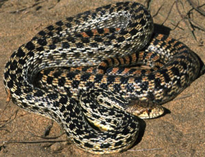 Gopher Snake by Chris Brown, USGS