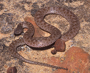 Night Snake by Chris Brown, USGS