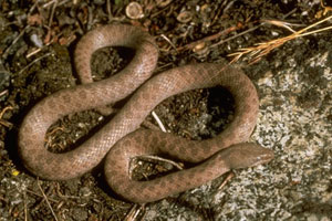 Western Diamondback Rattlesnake