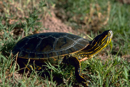 Painted turtle - USFWS
