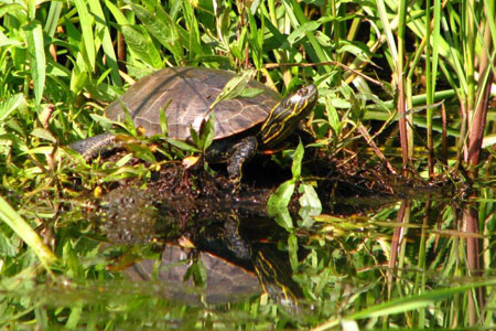 Painted turtle