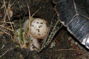 Painted turtle eggs