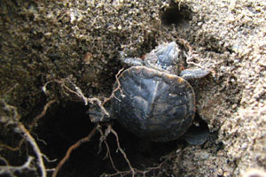 Painted turtle eggs - by Venessa Kilburn