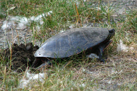 Painted turtle eggs - by Venessa Kilburn