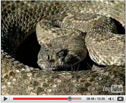 Rattlesnake Research Video