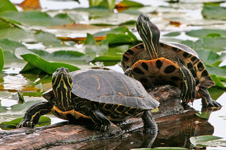 Red-eared Slider