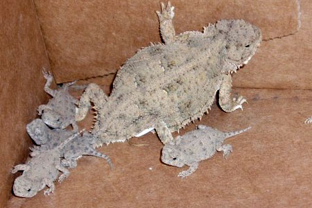 short-horned lizard babies and mom