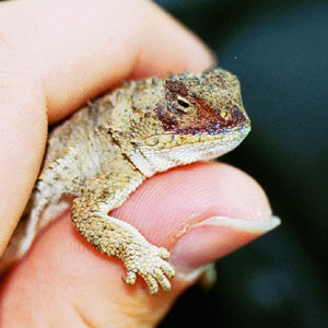 short-horned lizard