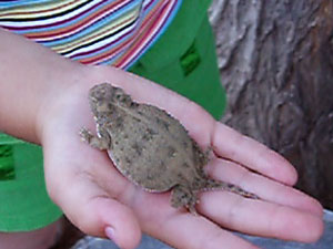 lizard in hand