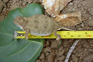 lizard measurement photo 