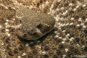 Western Diamondback Rattlesnake