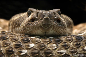 Western Diamondback Rattlesnake