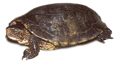 Western Pond turtle