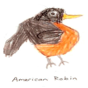 robin drawing