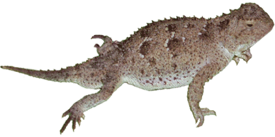 short-horned_lizard photo