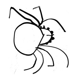 spider