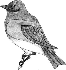 Western Bluebird