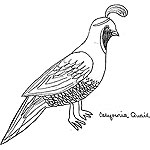 California Quail