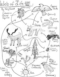 food web
