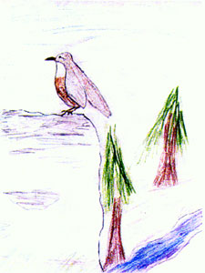 hawk